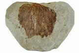 Fossil Leaf (Archeampelos) - Montana #262498-1